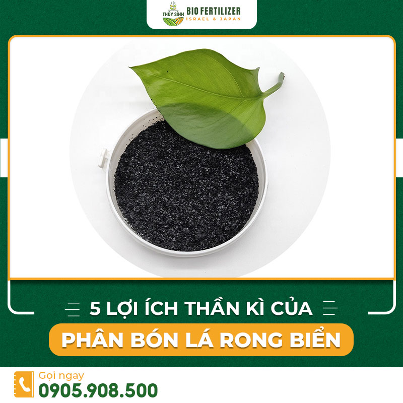 phân bón lá rong biển cho cây trồng