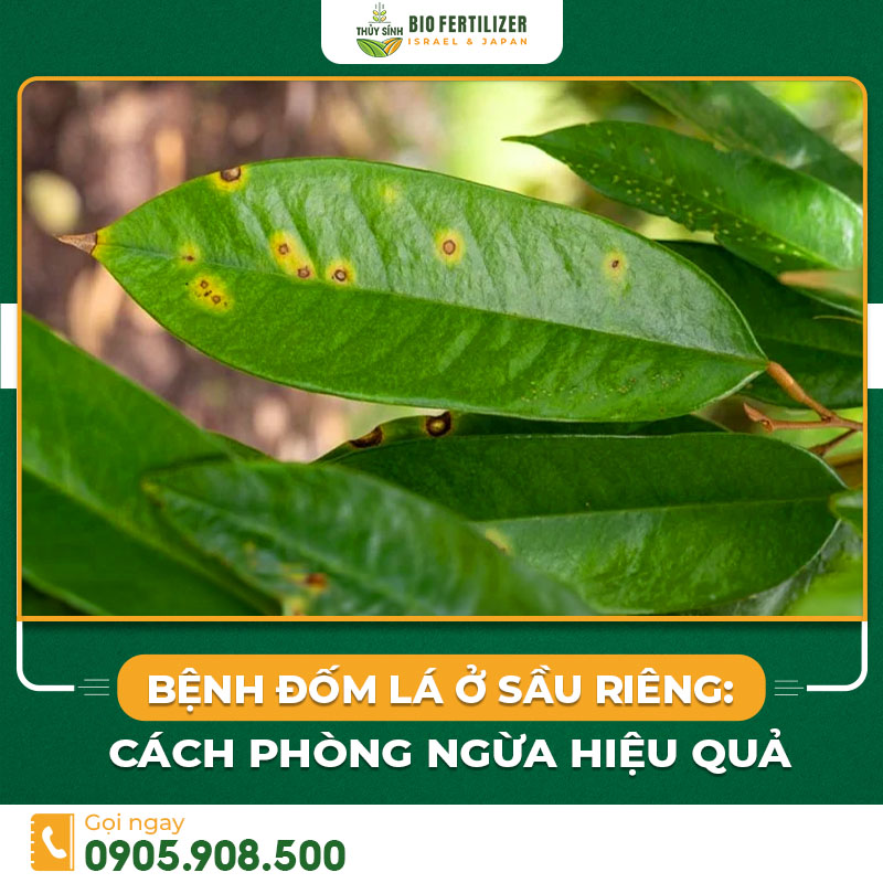 Bệnh đốm lá sầu riêng