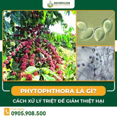 tác hại nấm phytophthora