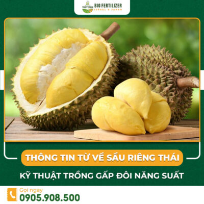 sầu riêng thái