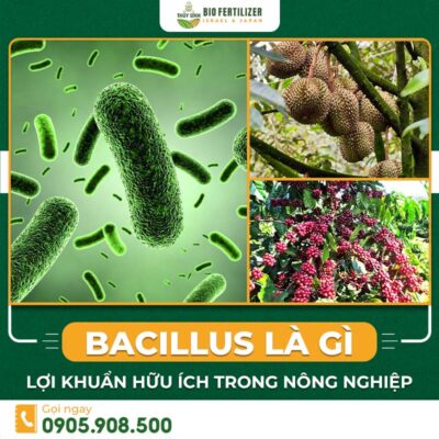 Bacillus là gì