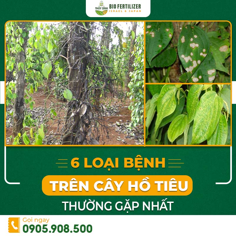 bệnh thường gặp ở cây tiêu