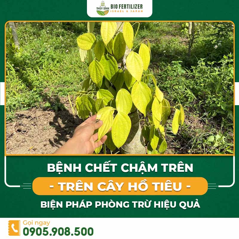 bệnh chết chậm trên cây tiêu