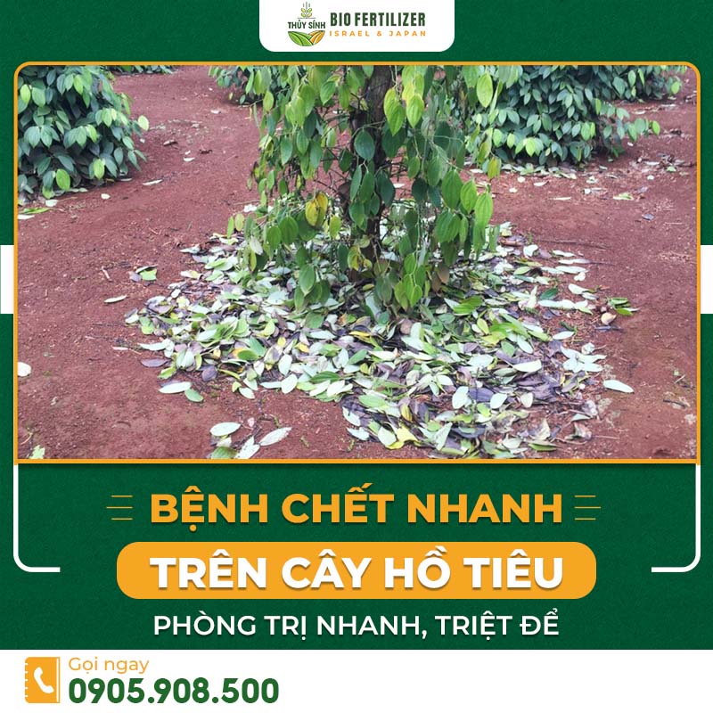 bệnh chết nhanh trên cây hồ tiêu