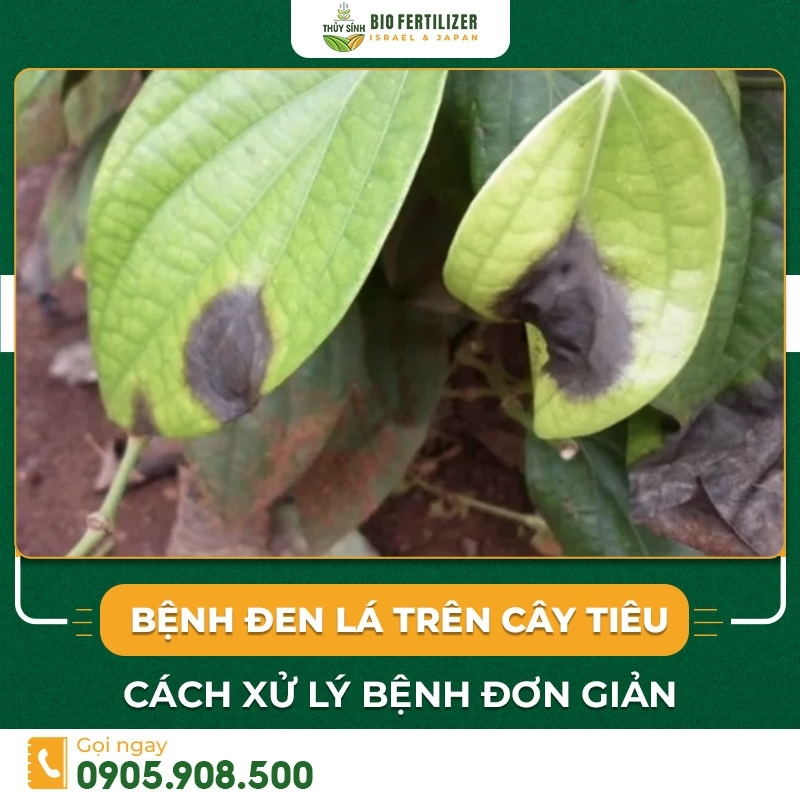 Bệnh đen lá trên cây tiêu