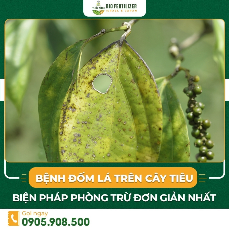 bệnh đốm lá trên cây tiêu