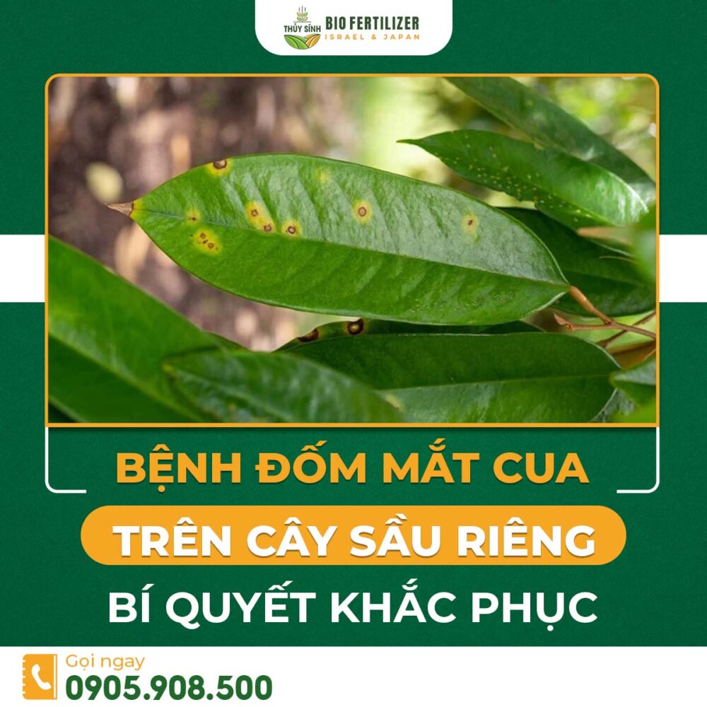 Bệnh đốm mắt cua trên cây sầu riêng