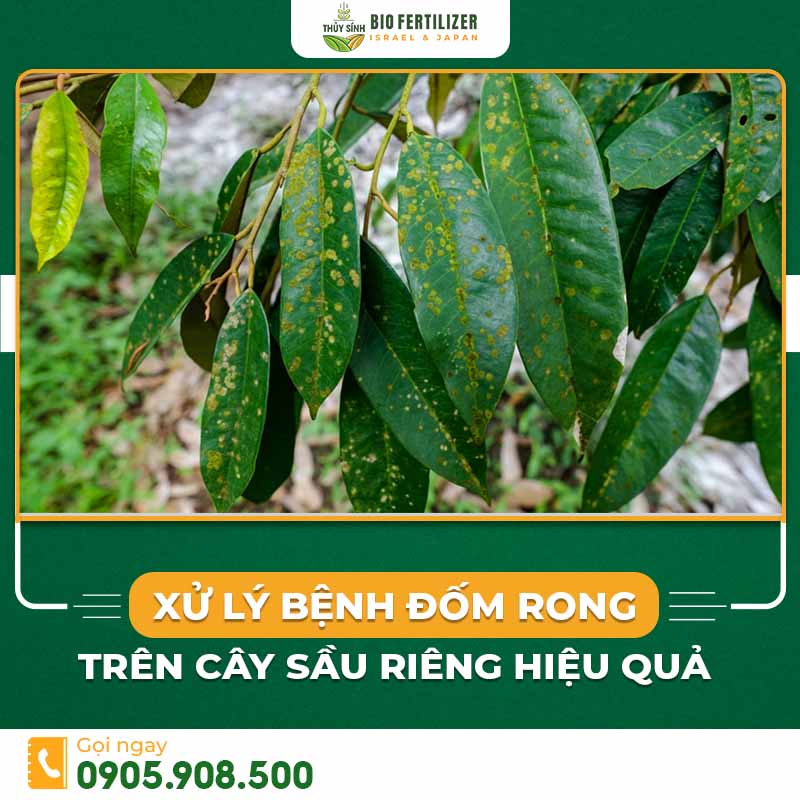 bệnh đốm rong trên cây sầu riêng