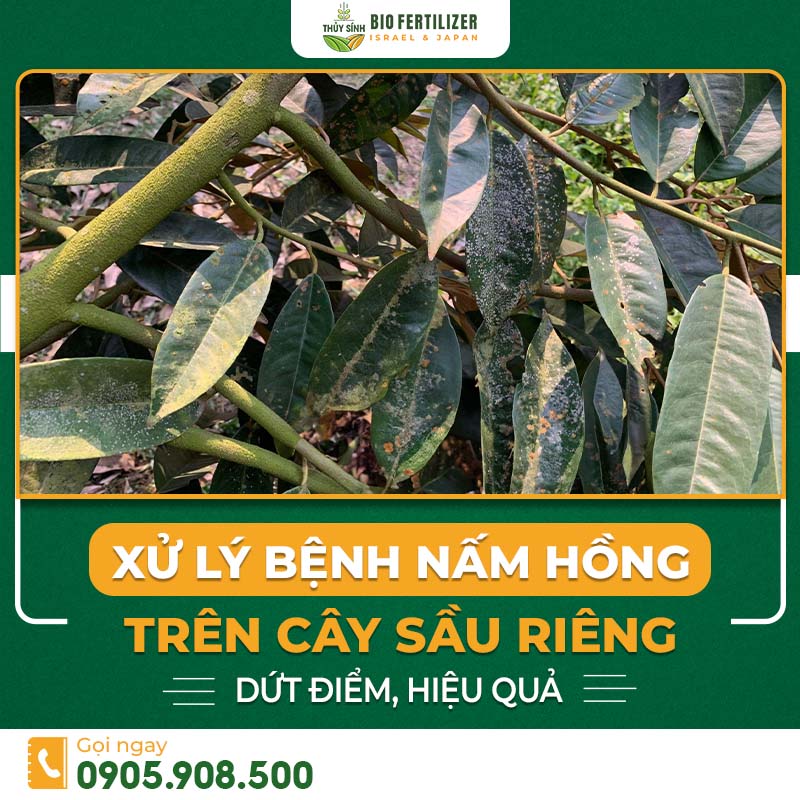 bệnh nấm hồng trên cây sầu riêng