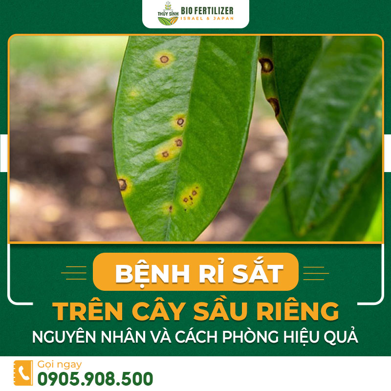 Bệnh rỉ sắt ở cây sầu riêng