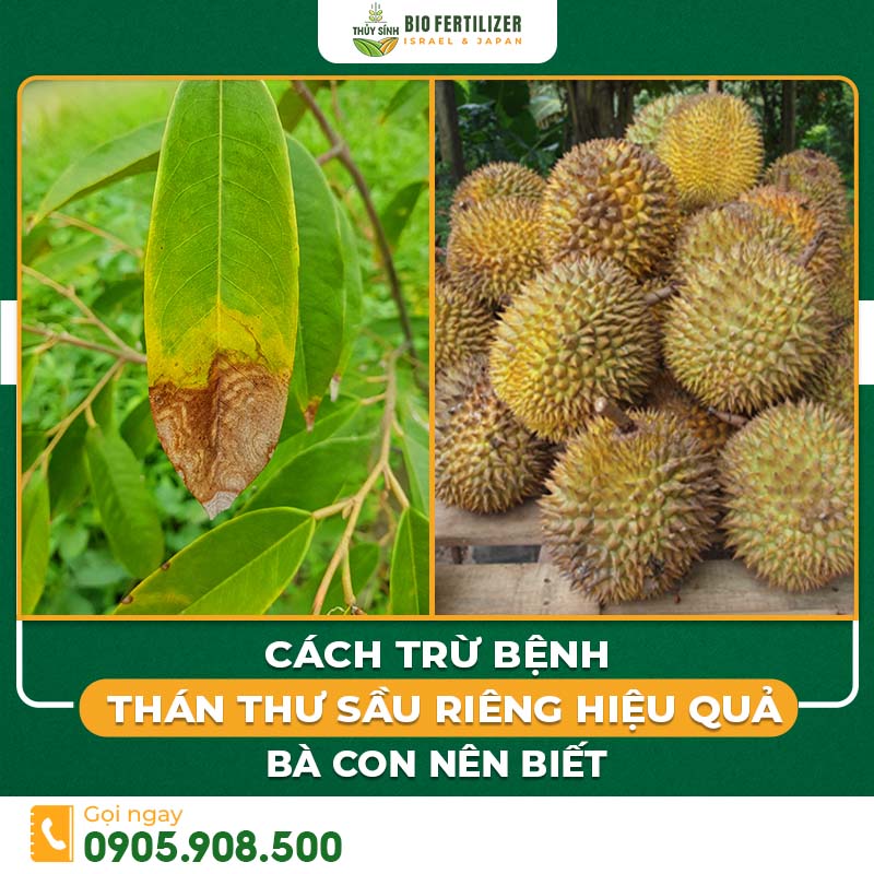 bệnh thán thư sầu riêng