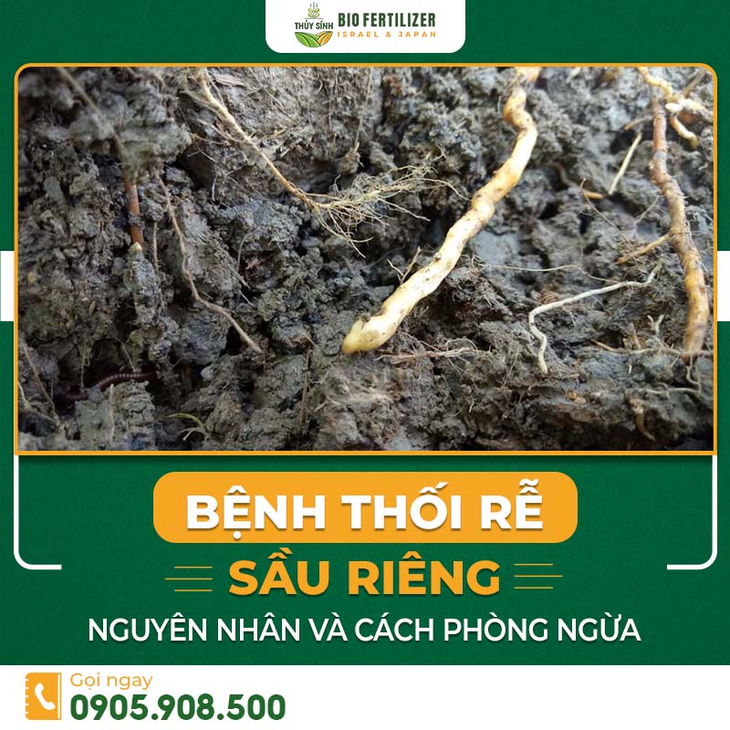 Bệnh thối rễ cây sầu riêng