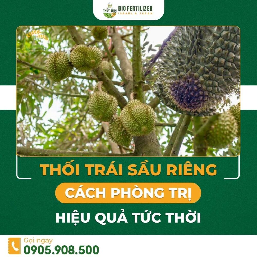 Bệnh thối trái sầu riêng