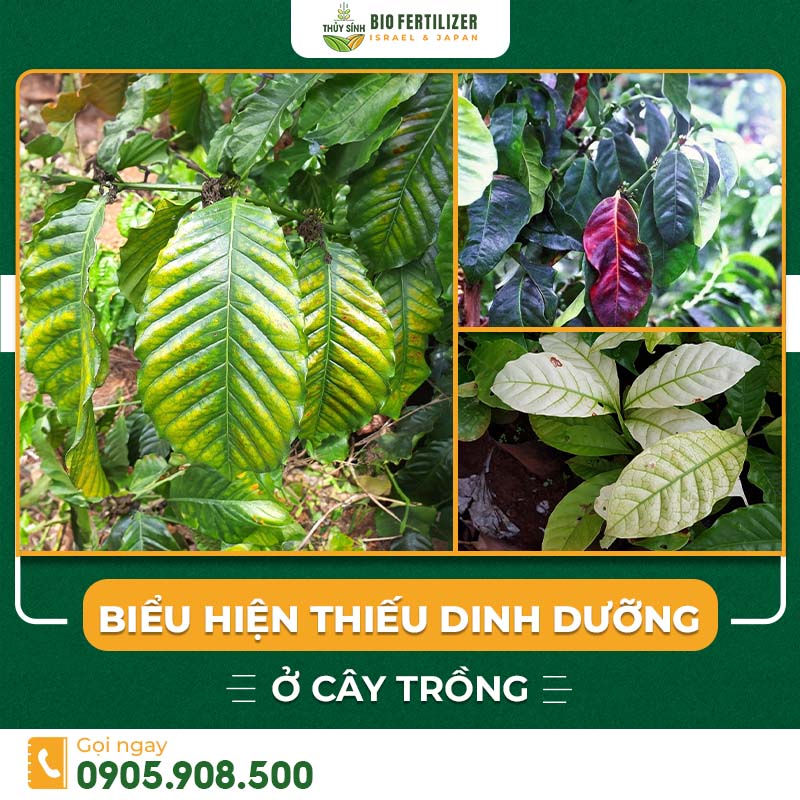 Thiếu dinh dưỡng ở cây trồng