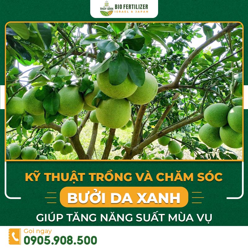 kỹ thuật trồng và chăm sóc bưởi da xanh