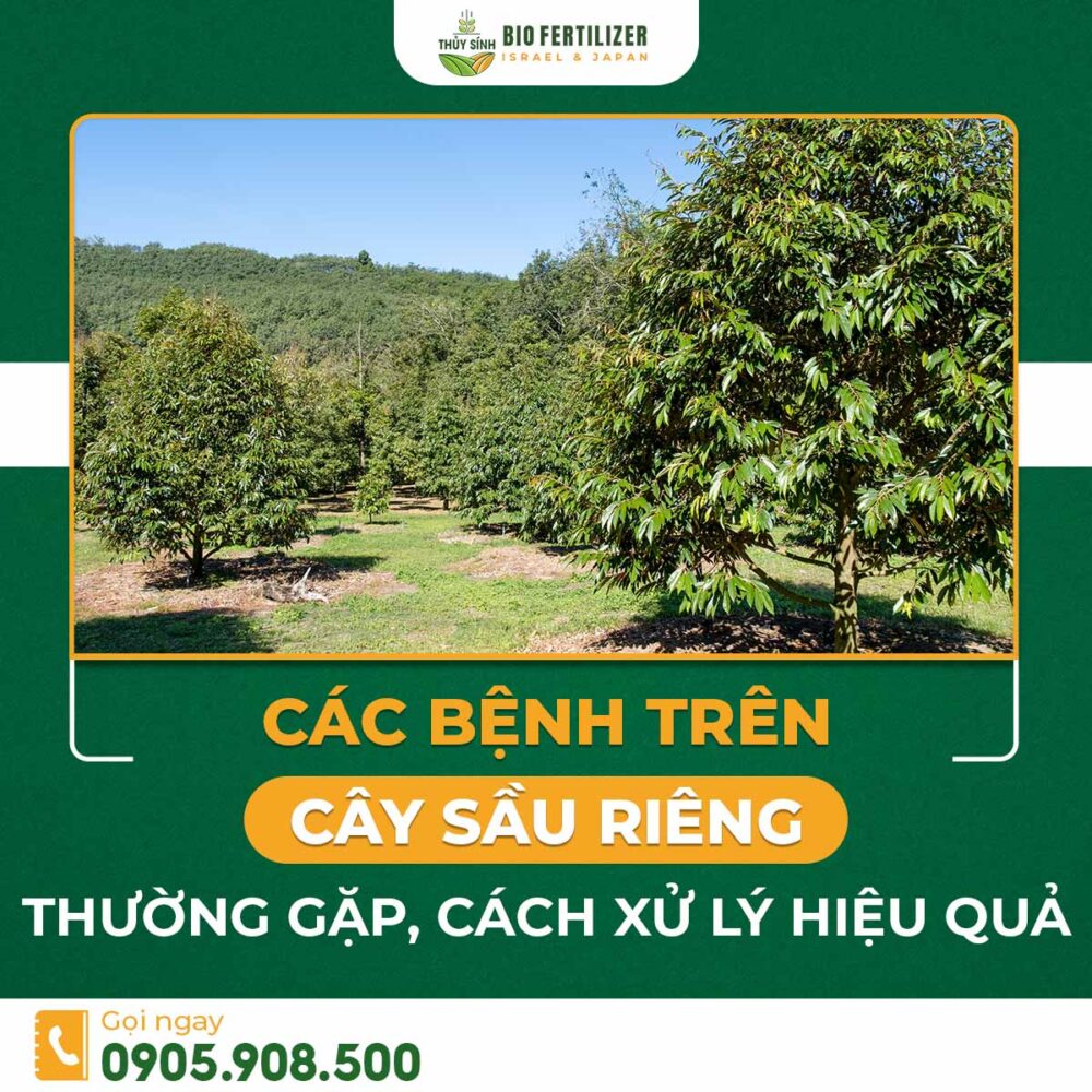 Các bệnh trên cây sầu riêng