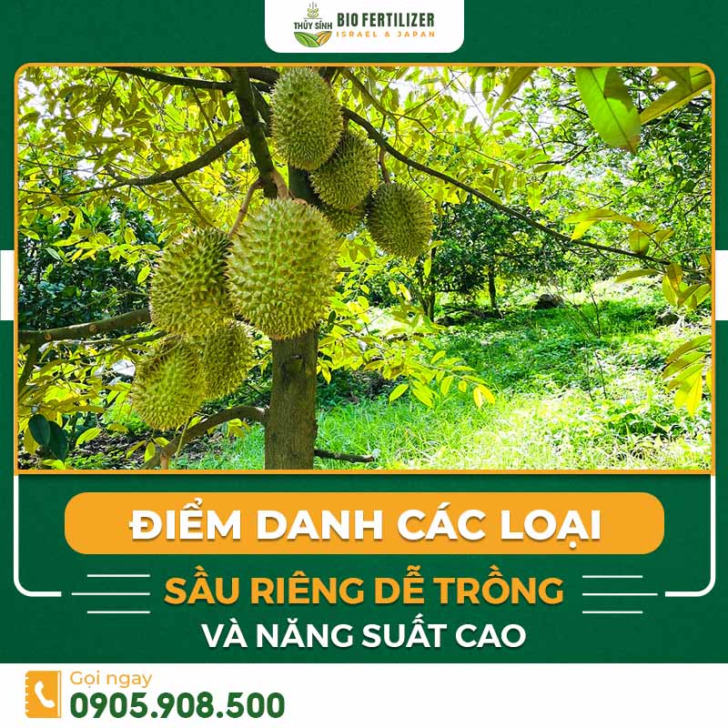 các loại sầu riêng