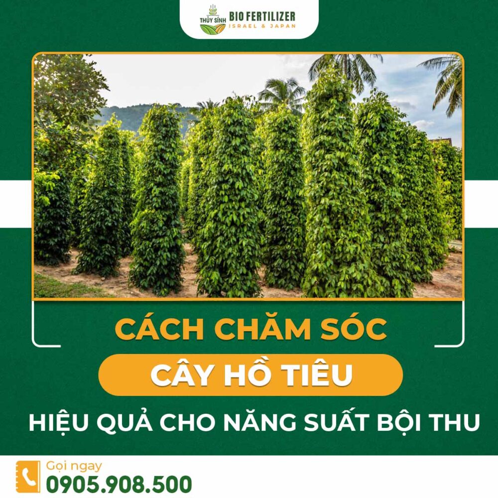 Kỹ thuật trồng và chăm sóc cây hồ tiêu