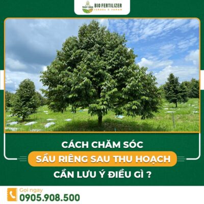 chăm sóc sầu riêng sau thu hoạch