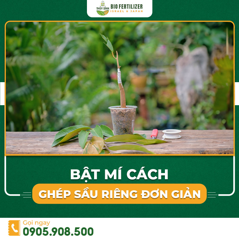 cách ghép sầu riêng