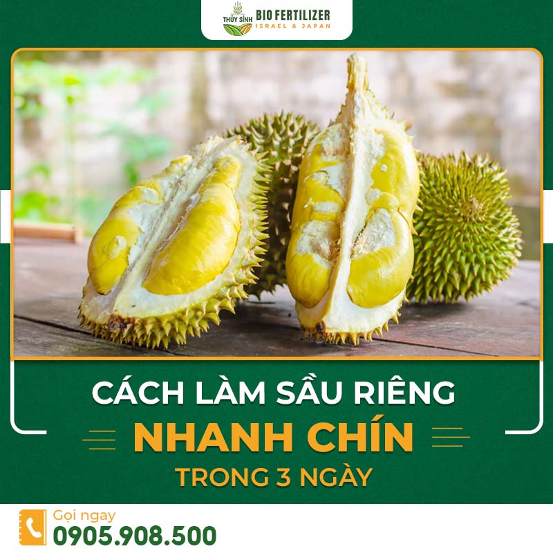 Cách làm sầu riêng chín