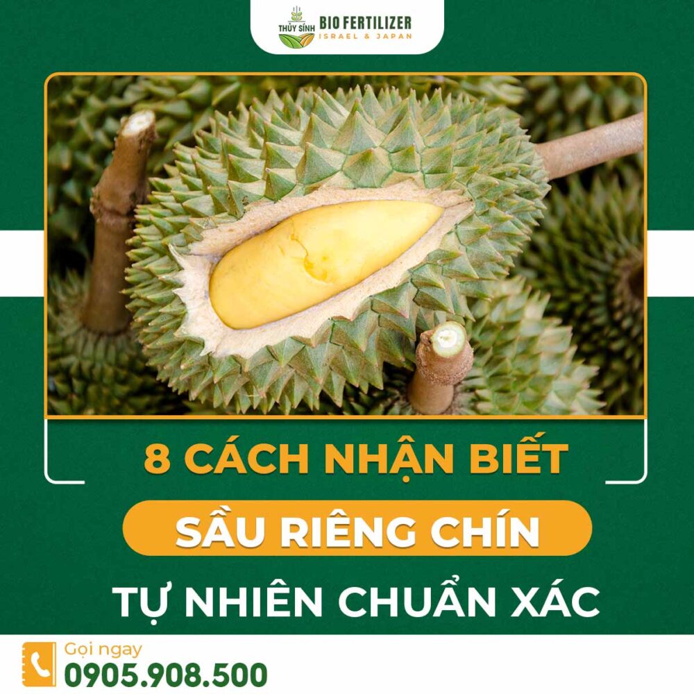 cách nhận biết sầu riêng chín