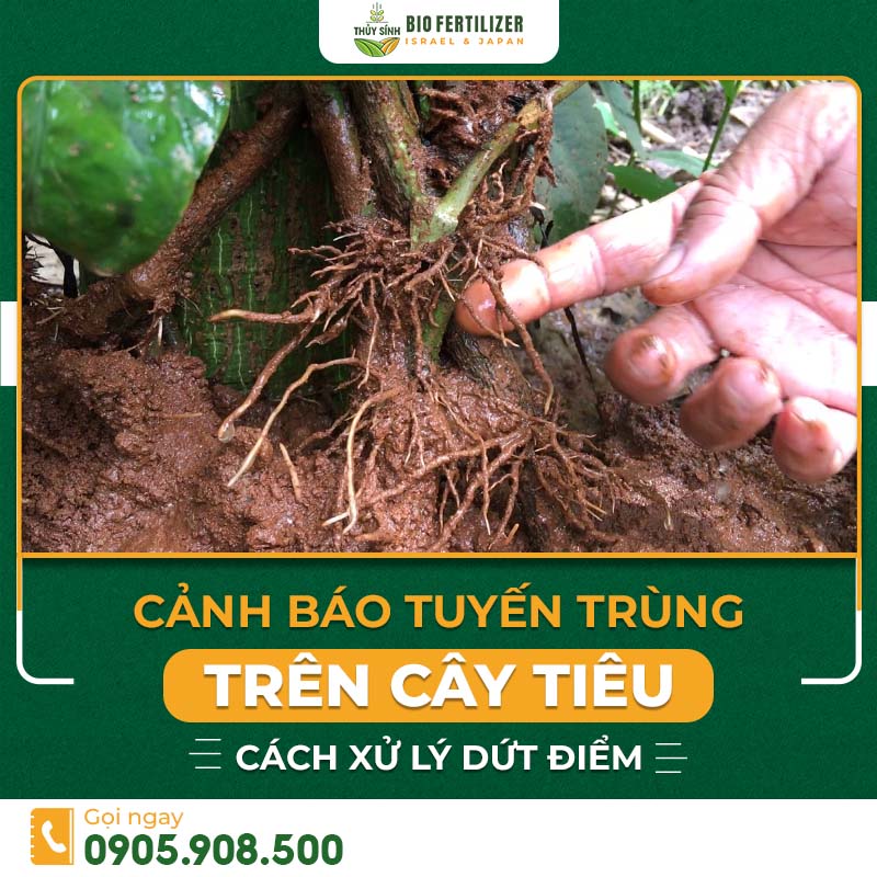Bệnh tuyến trùng trên cây tiêu