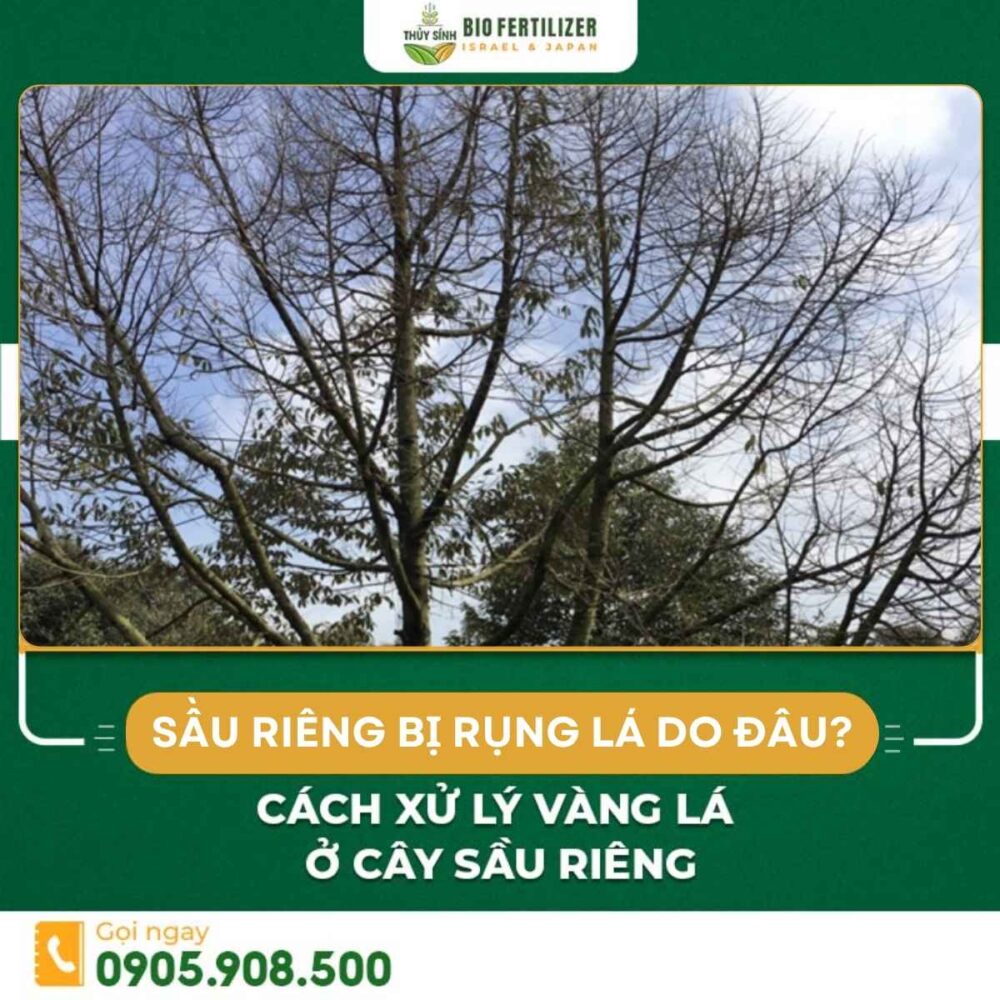 Cây sầu riêng bị rụng lá