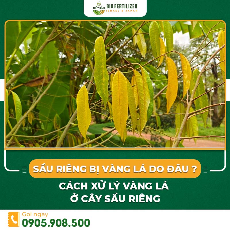 Sầu riêng bị vàng lá