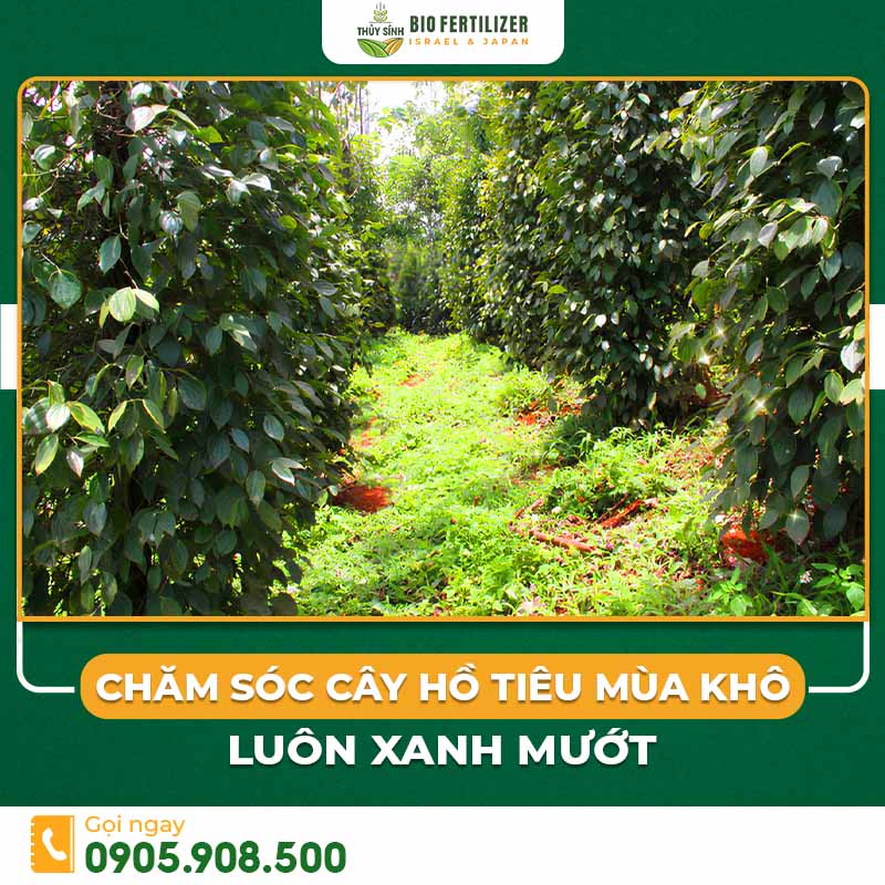 Chăm sóc cây hồ tiêu mùa khô