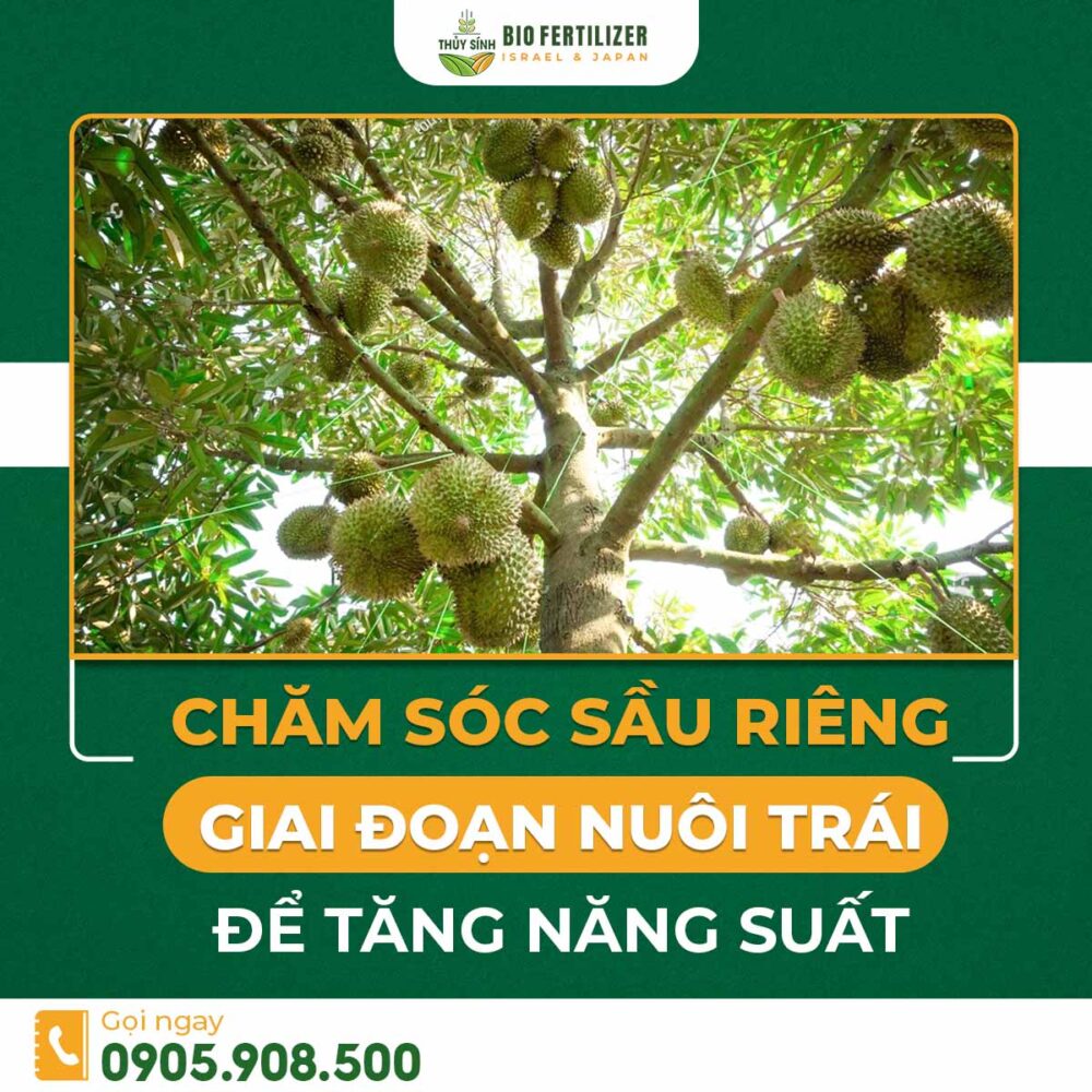chăm sóc sầu riêng giai đoạn nuôi trái
