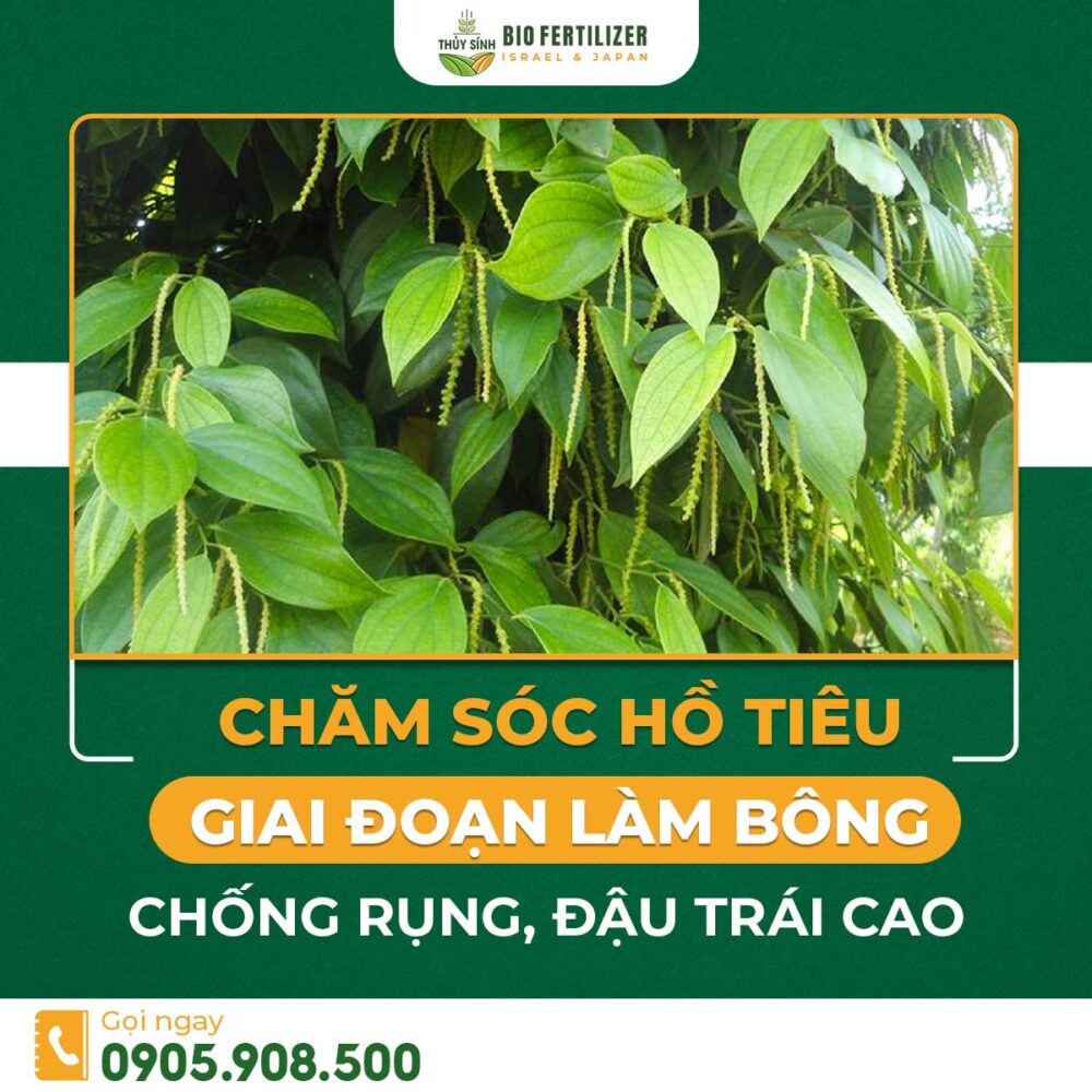 Chăm sóc hồ tiêu giai đoạn làm bông