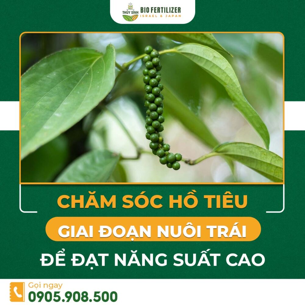 chăm sóc hồ tiêu giai đoạn nuôi trái