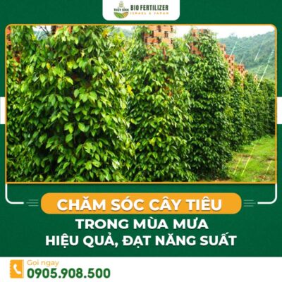 chăm sóc cây tiêu trong mùa mưa