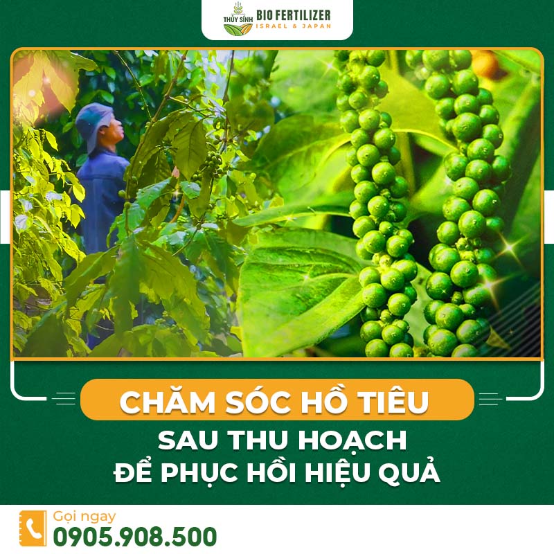 chăm sóc hồ tiêu sau thu hoạch