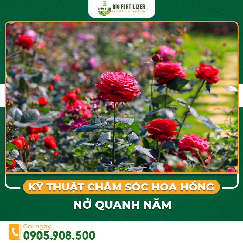 chăm sóc hoa hồng