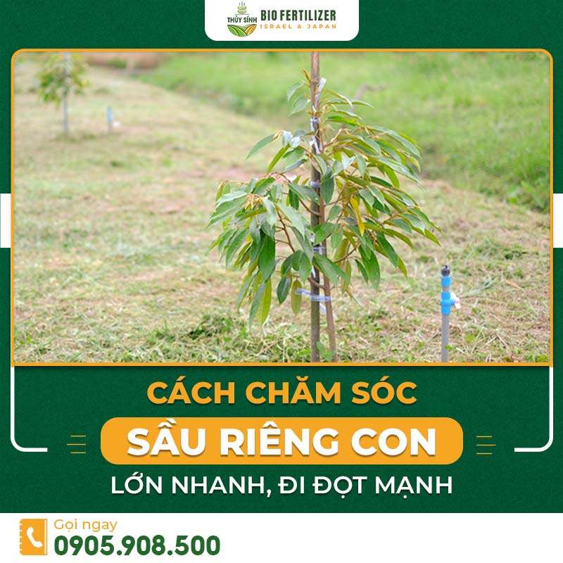 Cách Chăm Sóc Sầu Riêng Con