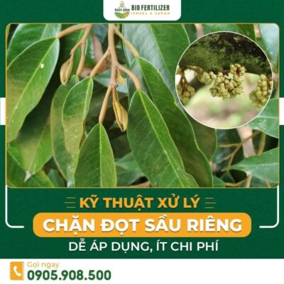 Chặn đọt sầu riêng