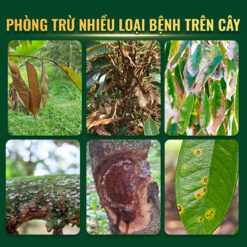 Phòng trừ nấm bệnh chapaon Thủy Sính