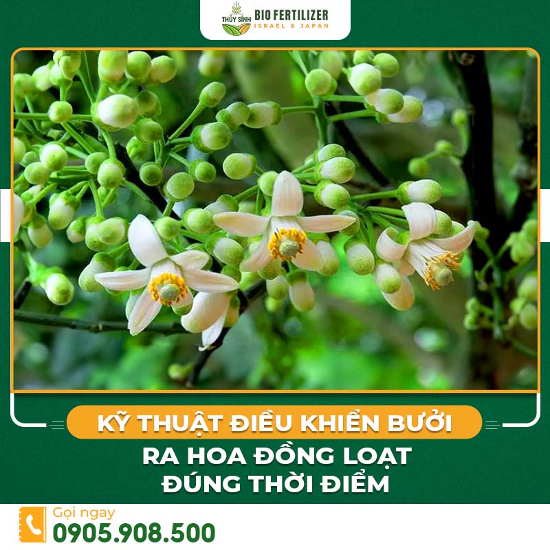 kỹ thuật điều khiển bưởi ra hoa