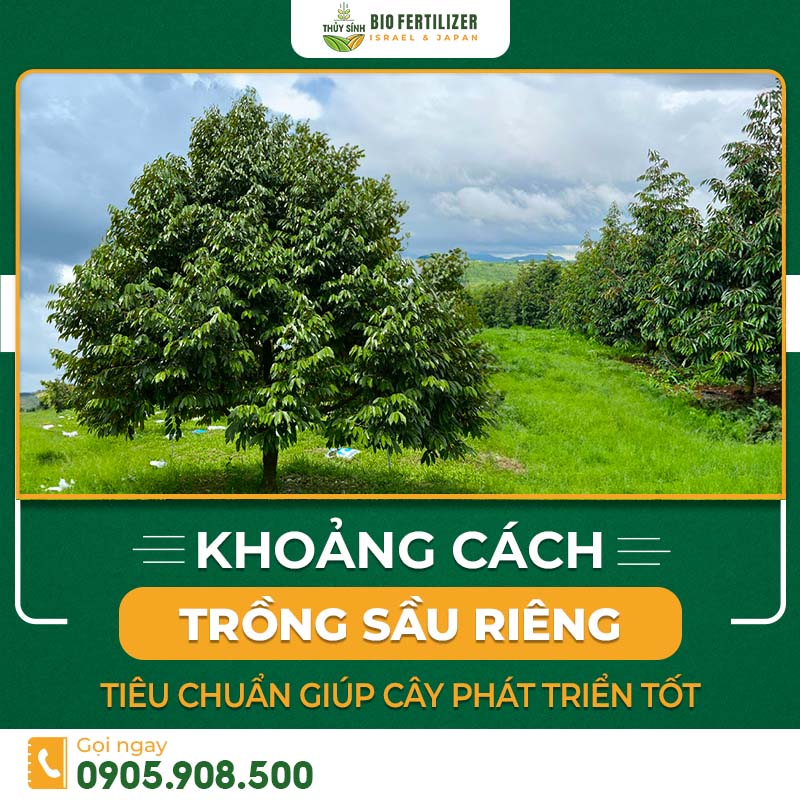 khoảng cách trồng sầu riêng