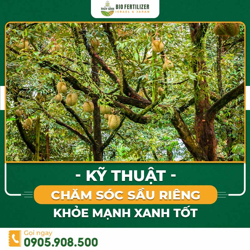 kỹ thuật chăm sóc sầu riêng