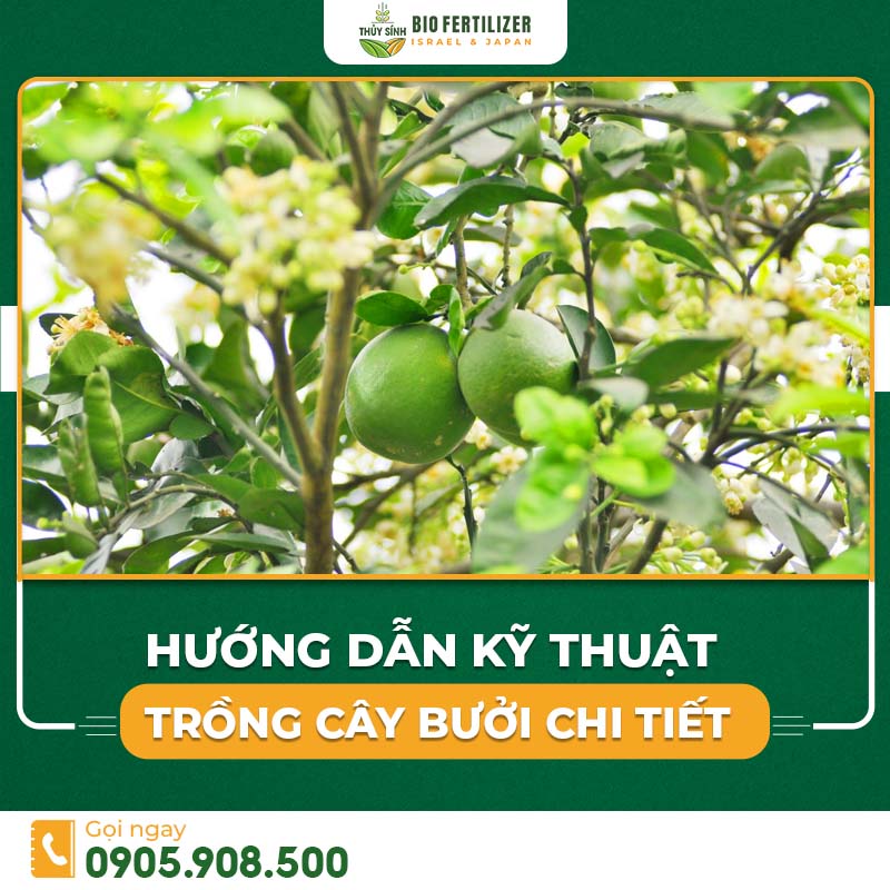 Kỹ thuật trồng cây bưởi