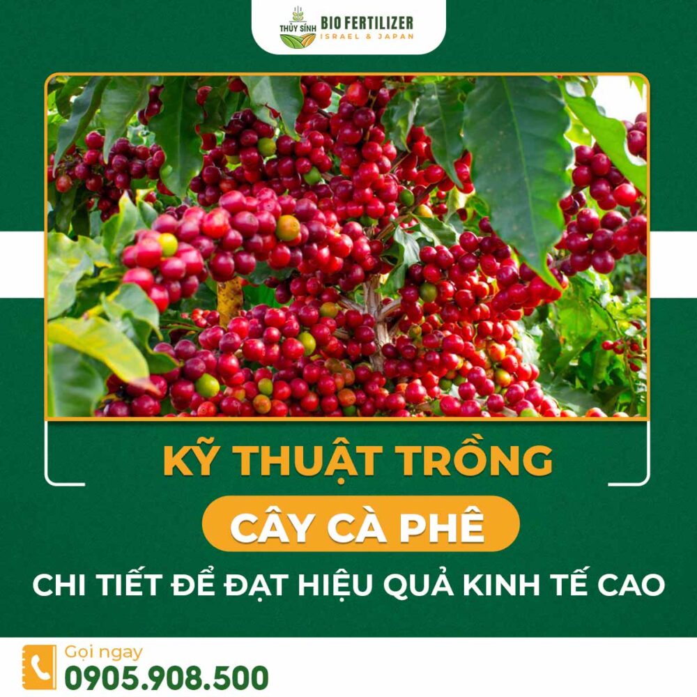 kỹ thuật trồng cà phê