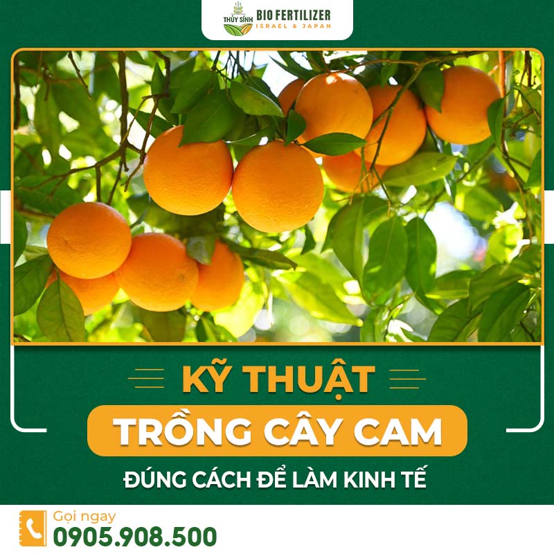 Kỹ thuật trồng cây cam