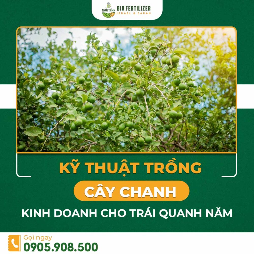 Kỹ thuật trồng cây chanh