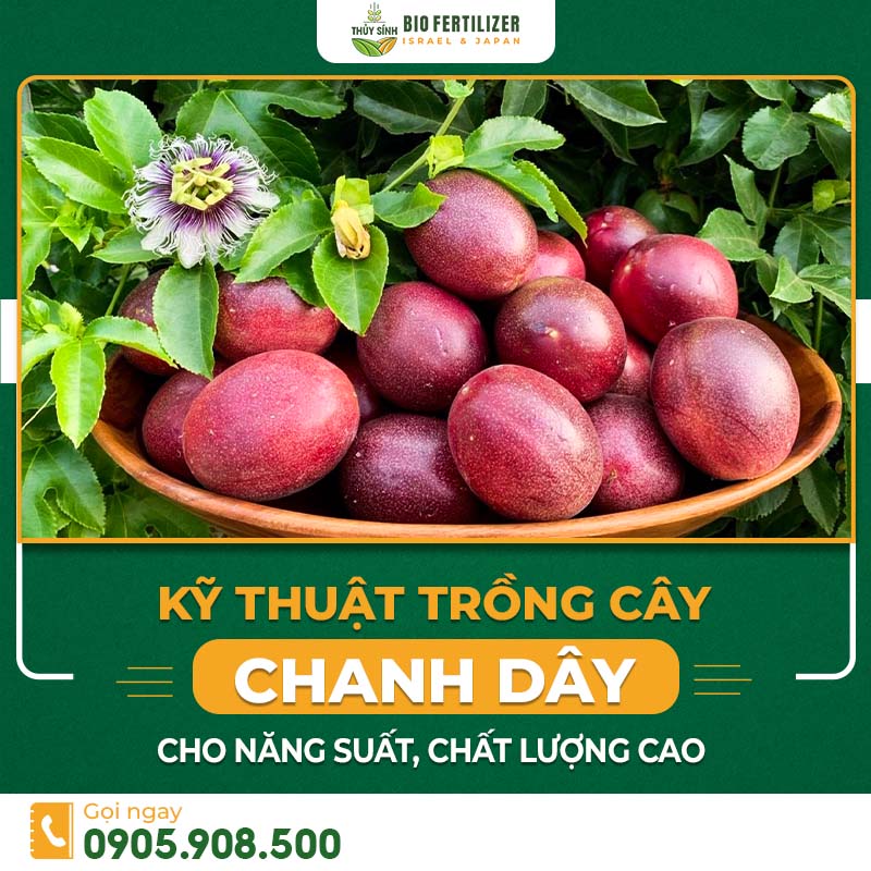Kỹ thuật trồng cây chanh dây