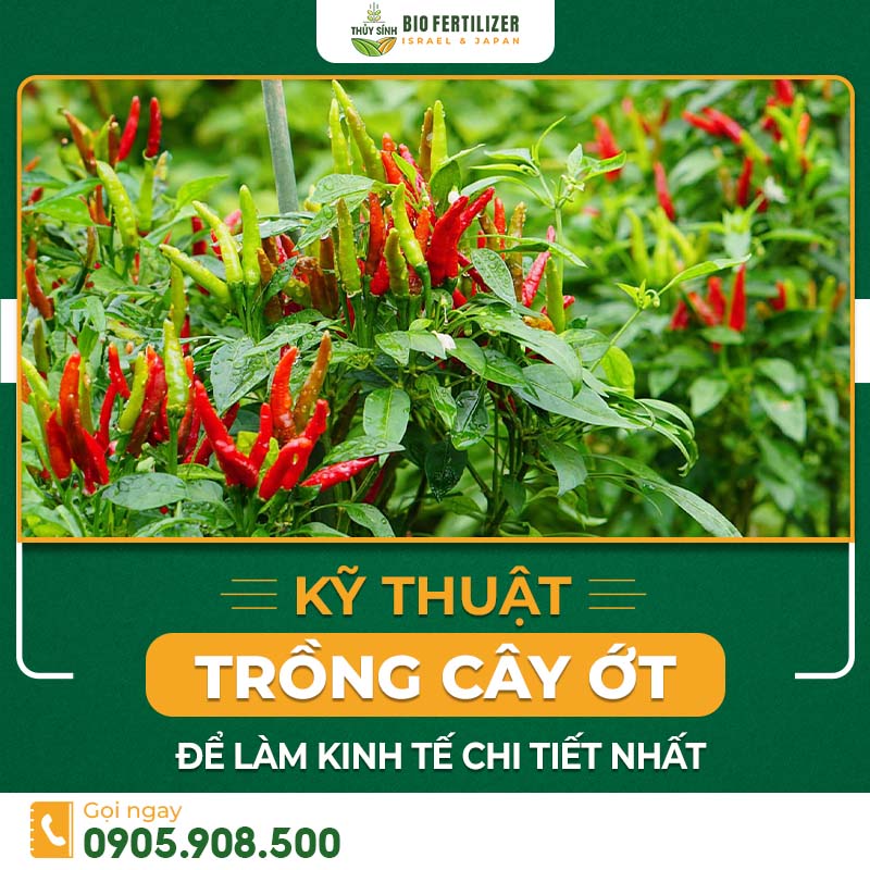 Kỹ thuật trồng cây ớt