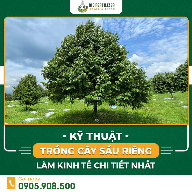 kỹ thuật trồng sầu riêng