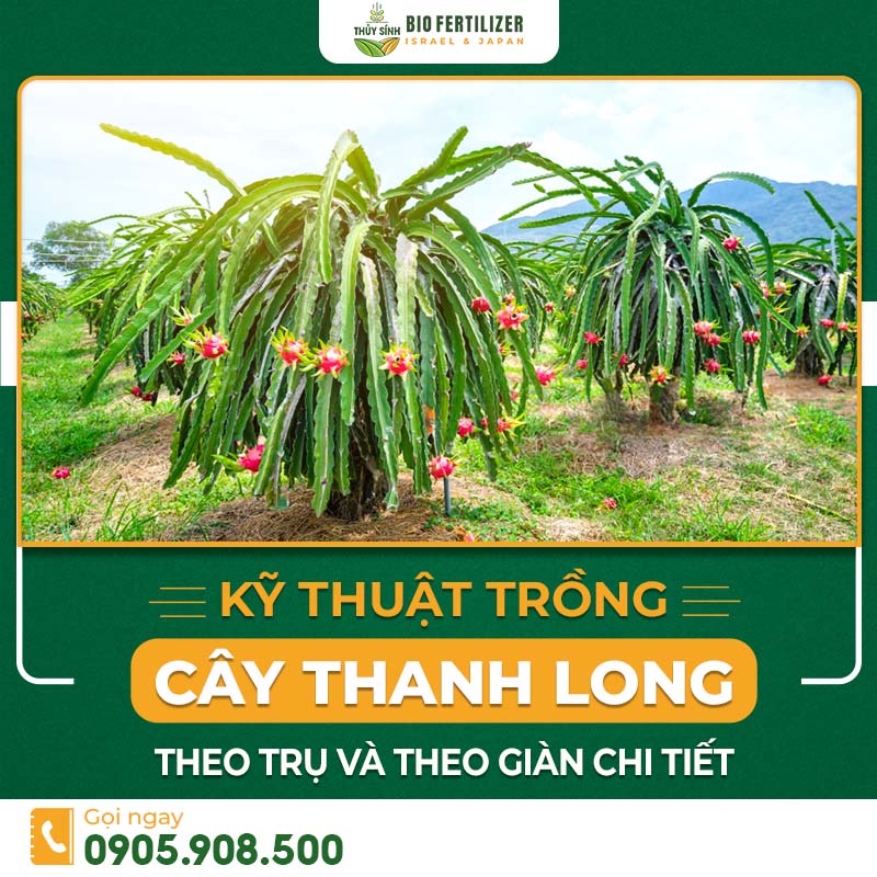 Kỹ thuật trồng cây thanh long